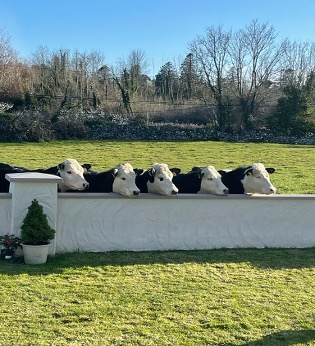 A row of cows looking over a whitewashed wall on the west coast of Ireland